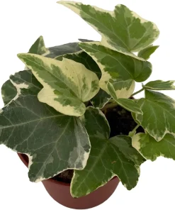 English Ivy Live Plant - Hedera helix - Easy Care Houseplant - 2.5 inch Pot - Image 1