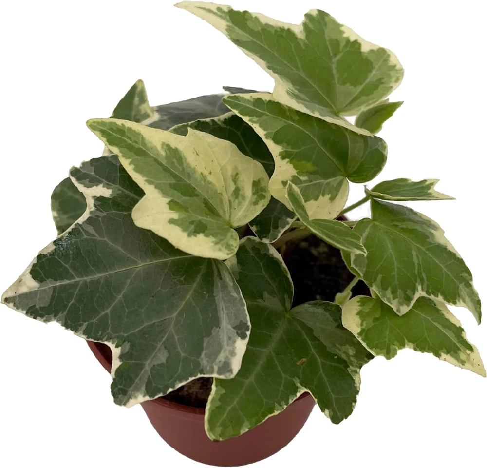English Ivy Live Plant - Hedera helix - Easy Care Houseplant - 2.5 inch Pot - Image 1