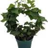 English Ivy Living Wreath Live Plant – Hedera helix – 4 inch Pot with Trellis – Indoor - Image 1