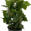 English Ivy Topiary Live Plant – Hedera helix – 4 inch Pot – Indoor/Outdoor - Image 1