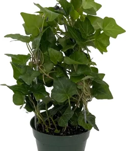 English Ivy Topiary Live Plant – Hedera helix – 4 inch Pot – Indoor/Outdoor - Image 1