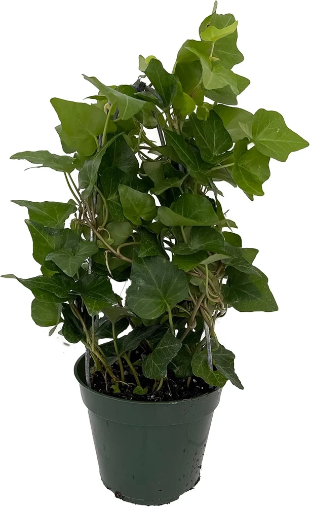 English Ivy Topiary Live Plant – Hedera helix – 4 inch Pot – Indoor/Outdoor - Image 1