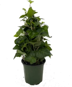 English Ivy Topiary Live Plant – Hedera helix – 4 inch Pot – Indoor/Outdoor - Image 2