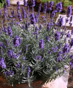English Lavender Live Plant – 5 inch Pot – Fragrant Perennial Herb for Outdoor Gardens - Image 2