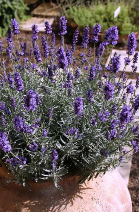 English Lavender Live Plant – 5 inch Pot – Fragrant Perennial Herb for Outdoor Gardens - Image 2