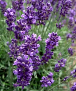 English Lavender Live Plant – 5 inch Pot – Fragrant Perennial Herb for Outdoor Gardens - Image 3