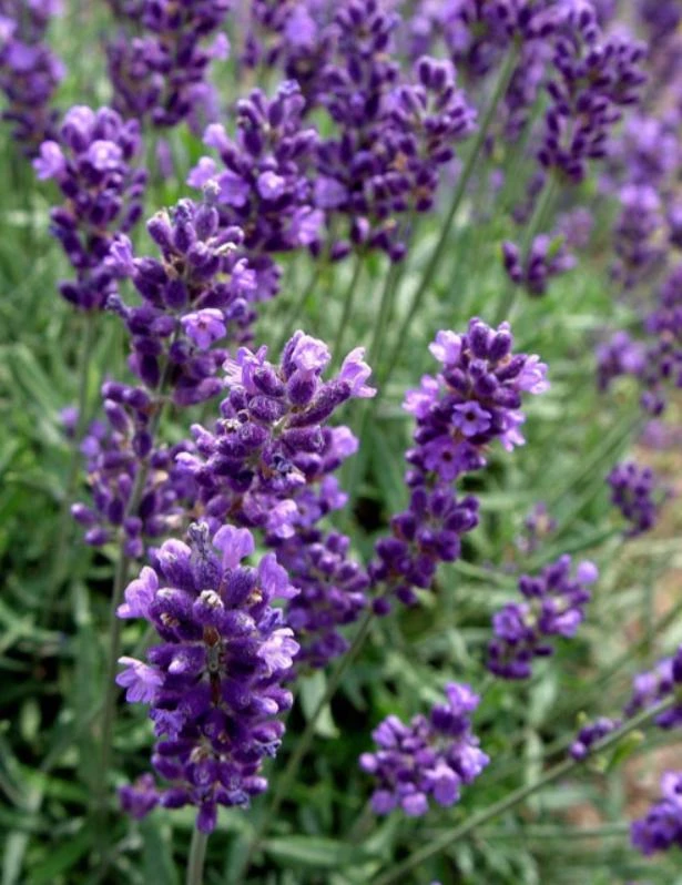 English Lavender Live Plant – 5 inch Pot – Fragrant Perennial Herb for Outdoor Gardens - Image 3