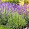 English Lavender Live Plant – 5 inch Pot – Fragrant Perennial Herb for Outdoor Gardens - Image 1