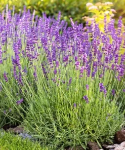 English Lavender Live Plant – 5 inch Pot – Fragrant Perennial Herb for Outdoor Gardens - Image 1
