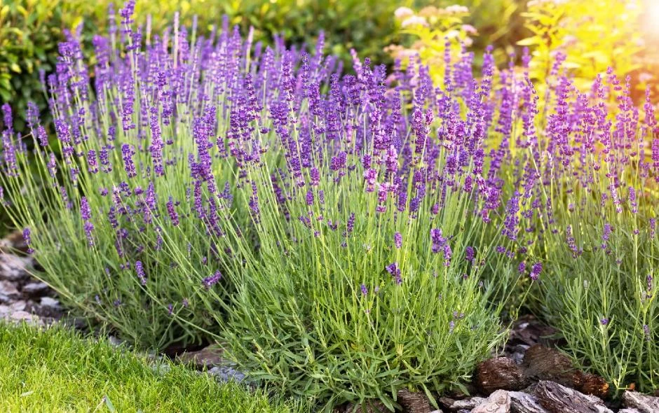 English Lavender Live Plant – 5 inch Pot – Fragrant Perennial Herb for Outdoor Gardens - Image 1