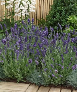 English Lavender Live Plant – 5 inch Pot – Fragrant Perennial Herb for Outdoor Gardens - Image 5