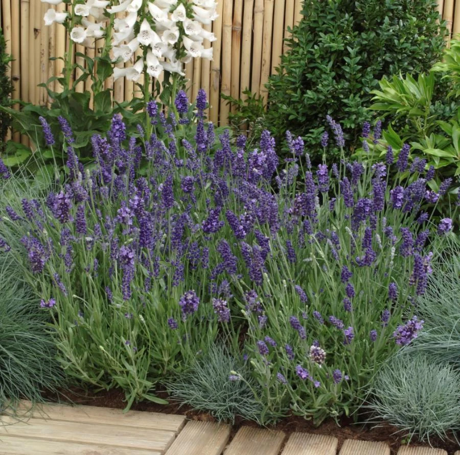 English Lavender Live Plant – 5 inch Pot – Fragrant Perennial Herb for Outdoor Gardens - Image 5