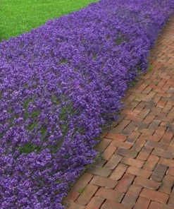 English Lavender Live Plant – 5 inch Pot – Fragrant Perennial Herb for Outdoor Gardens - Image 6