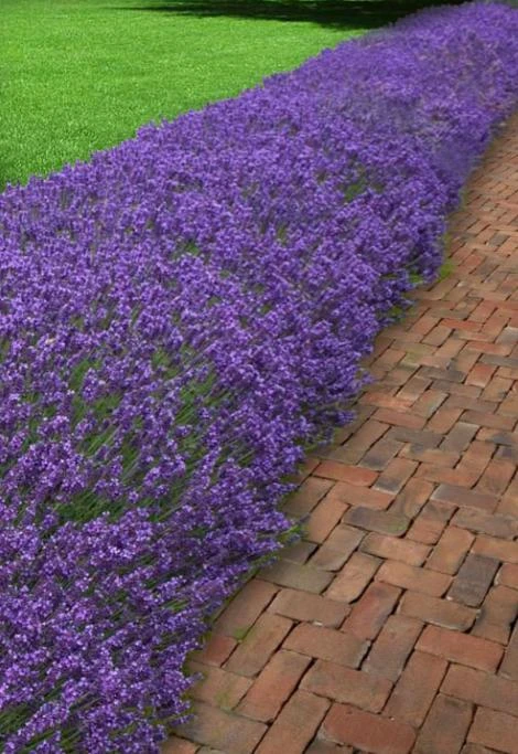 English Lavender Live Plant – 5 inch Pot – Fragrant Perennial Herb for Outdoor Gardens - Image 6