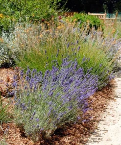 English Lavender Live Plant – Fragrant Herb – 3 Inch Pot – Pollinator Friendly Outdoor - Image 2