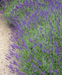 English Lavender Live Plant – Fragrant Herb – 3 Inch Pot – Pollinator Friendly Outdoor - Image 3