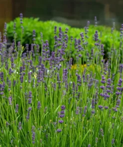 English Lavender Live Plant – Fragrant Herb – 3 Inch Pot – Pollinator Friendly Outdoor - Image 4