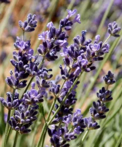 English Lavender Live Plant – Fragrant Herb – 3 Inch Pot – Pollinator Friendly Outdoor - Image 5