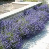 English Lavender Live Plant – Fragrant Herb – 3 Inch Pot – Pollinator Friendly Outdoor - Image 1