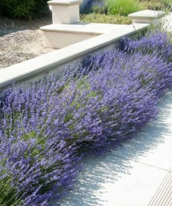 English Lavender Live Plant – Fragrant Herb – 3 Inch Pot – Pollinator Friendly Outdoor - Image 1