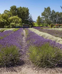 English Lavender Live Plant – Fragrant Purple Flowers – 5