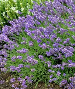 English Lavender Live Plant – Fragrant Purple Flowers – 5