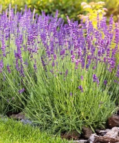English Lavender Live Plant – Fragrant Purple Flowers – 5