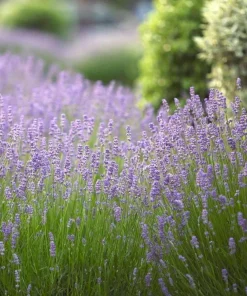English Lavender Live Plant – Fragrant Purple Flowers – 5