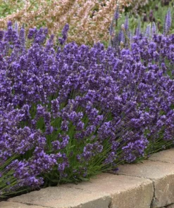 English Lavender Live Plant – Fragrant Purple Flowers – 5
