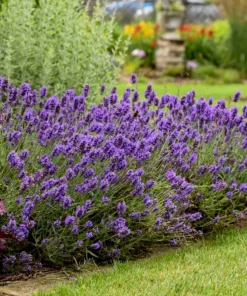 English Lavender Live Plant – Fragrant Purple Flowers – 5