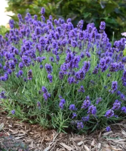 English Lavender Live Plant – Fragrant Purple Flowers – 5