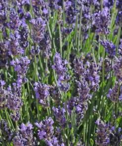 English Lavender Live Plant – Fragrant Purple Flowers – 5