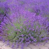 English Lavender Live Plant – Fragrant Purple Flowers – 5" Pot – 1-2" Tall – Full Sun Herb - Image 1