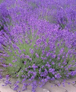 English Lavender Live Plant – Fragrant Purple Flowers – 5