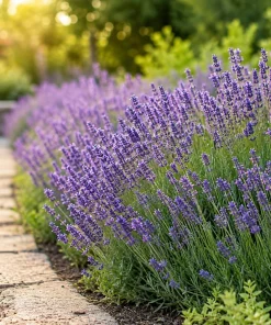 English Lavender Live Plant - Perennial Fragrant Flower Herb, 2-4 Inch Tall, 3 Inch Pot - Image 6