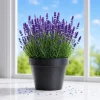 English Lavender Live Plant - Perennial Fragrant Flower Herb, 2-4 Inch Tall, 3 Inch Pot - Image 1