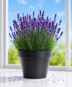 English Lavender Live Plant - Perennial Fragrant Flower Herb, 2-4 Inch Tall, 3 Inch Pot - Image 1