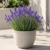 English Lavender Live Plant - Purple Perennial Herb, 4-6 Inch Tall, 5 Inch Pot - Image 1