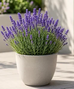 English Lavender Live Plant - Purple Perennial Herb, 4-6 Inch Tall, 5 Inch Pot - Image 1