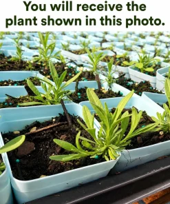 English Lavender Live Plant - Purple Perennial Herb, 4-6 Inch Tall, 5 Inch Pot - Image 2