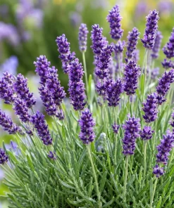 English Lavender Live Plant - Purple Perennial Herb, 4-6 Inch Tall, 5 Inch Pot - Image 3