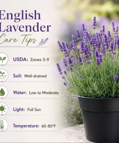 English Lavender Live Plant - Purple Perennial Herb, 4-6 Inch Tall, 5 Inch Pot - Image 4