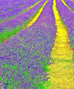English Lavender Seeds - 1200+ Heirloom, Fragrant Herb, Mosquito Repellent - Image 2