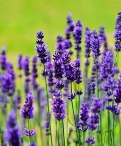 English Lavender Seeds - 1200+ Heirloom, Fragrant Herb, Mosquito Repellent - Image 3