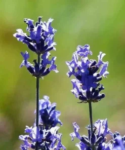 English Lavender Seeds - 1200+ Heirloom, Fragrant Herb, Mosquito Repellent - Image 4