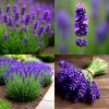 English Lavender Seeds - 1200+ Heirloom, Fragrant Herb, Mosquito Repellent - Image 1