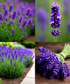 English Lavender Seeds - 1200+ Heirloom, Fragrant Herb, Mosquito Repellent - Image 1
