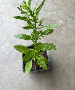 Epazote Live Plant 4'' Pot - Organic Herb for Cooking & Flavor - Image 2