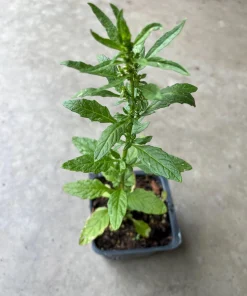 Epazote Live Plant 4'' Pot - Organic Herb for Cooking & Flavor - Image 3