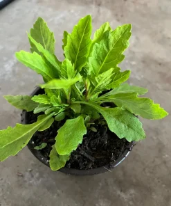 Epazote Live Plant 4'' Pot - Organic Herb for Cooking & Flavor - Image 4